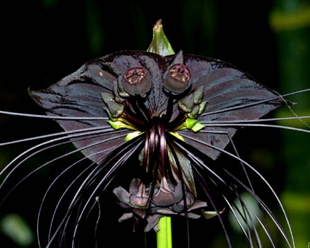 Photo:  Bat orchid 